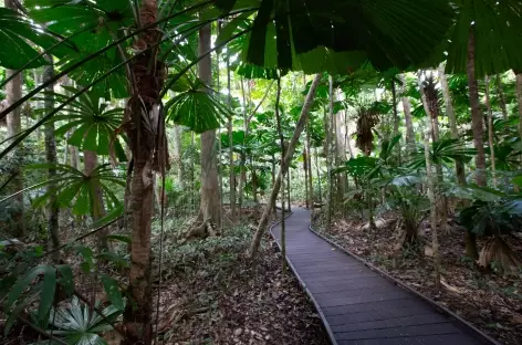 Cape Tribulation