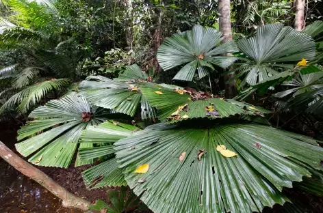 Cape Tribulation