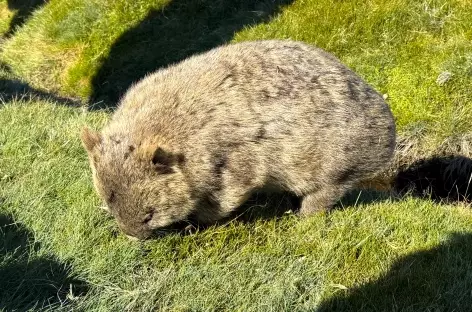 Tasmanie Craddle mountains Wombat