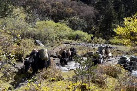 Yaks près de Sakteng - Bhoutan