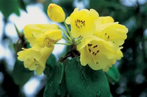 Rhododendrons jaunes - Bhoutan