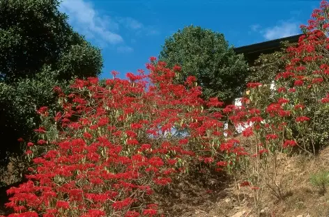 Les Rhododendrons au printemps - Bhoutan