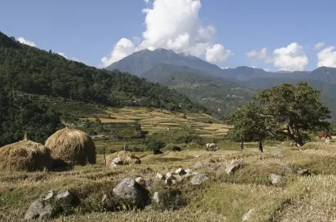 Campagne - Bhoutan