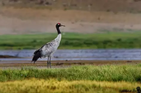 Grue à col noir, Phobjika - Bhoutan - 