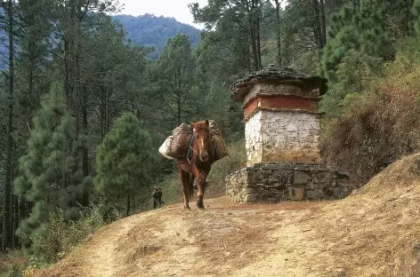 Sentier entre Tharpaling et Lame Gonpa - Bhoutan