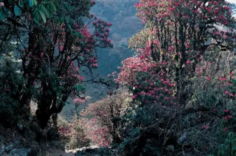 Forêt près de Merak - Bhoutan