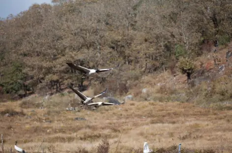 Grues à col noirs, Bomdeling