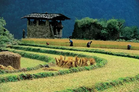 Rizières de Goem Tamji - Bhoutan