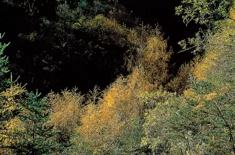 Belle forêt de pins au dessous de Laya - Bhoutan