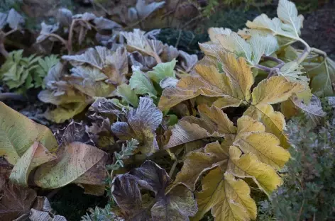 Givre matinal sur la végétation - Bhoutan