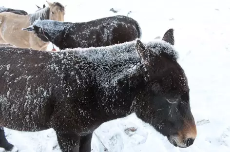 Neige au petit matin - Bhoutan