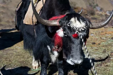 Yak pomponné pour le festival de Laya - Bhoutan