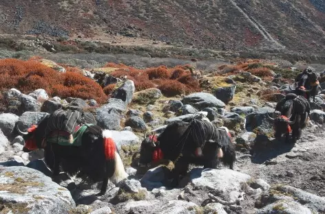 Caravane de yaks entre Lungu et la frontière tibétaine - Bhoutan