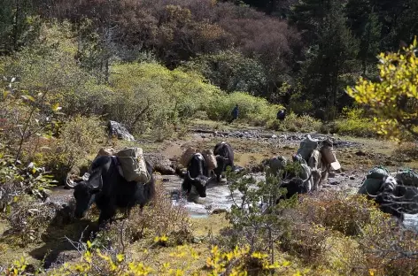 Caravane en route vers Laya - Bhoutan