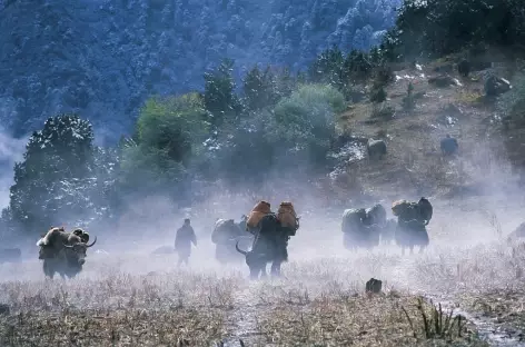 Caravane de yaks - Bhoutan