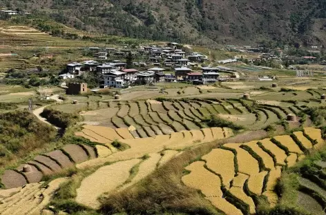 Rizières au-dessus de Lobeysa - Bhoutan