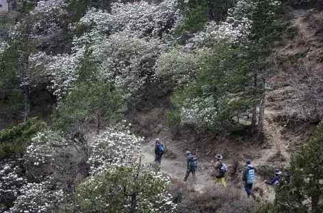 Sentier dans les Rhodos - Bhoutan