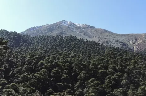 Forêt d'épicéas parasol  - Bhoutan