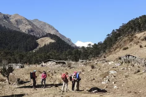 Alpage au-dessus de Tsampa  - Bhoutan