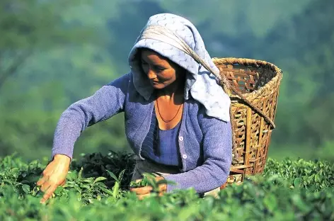 Cueilleuse de thé, Darjeeling