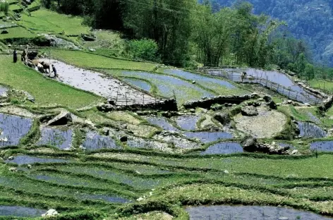 Rizières en terrasse, Sikkim