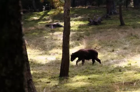 Takion dans la forêt près Jakepassa - Bhoutan