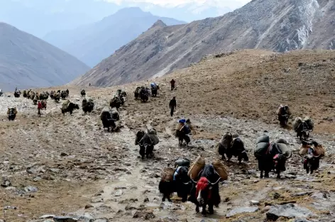 Arrivée de la caravane de yaks au col - Bhoutan