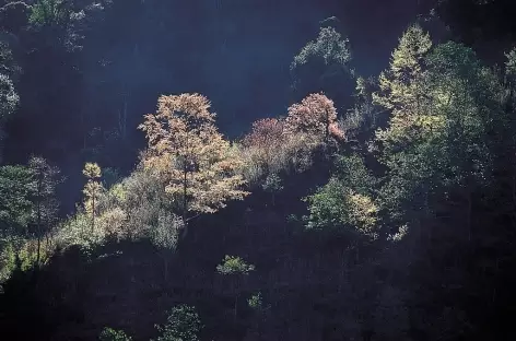 Forêt au petit matin - Bhoutan