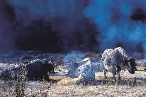 Yaks au petit matin - Bhoutan