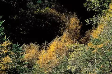 Mélèzes qui virent au jaune en automne - Bhoutan