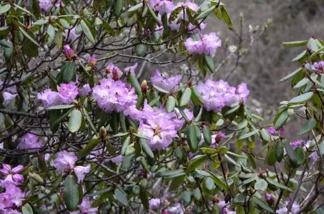 Petites fleurs en bordure de chemin - Bhoutan