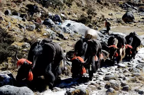 Notre caravane de yaks - Bhoutan