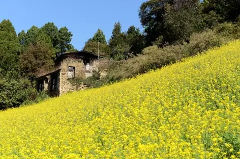 Champ de moutarde près de Trongsa - Bhoutan - 
