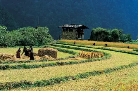 Moissons dans la vallée de Paro - Bhoutan - 