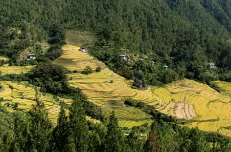 Champs en terrasses près de Mongar - Bhoutan - 