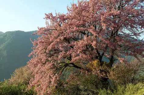 Cerisier sauvage sur la route de Mongar - Bhoutan - 