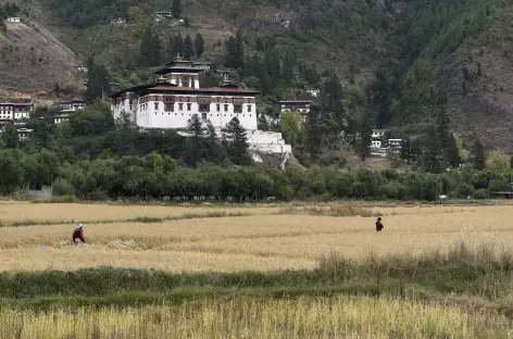 Le dzong de Paro surplombant les rizières - Bhoutan
