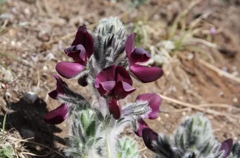 Dernières fleurs d'altitude - Bhoutan