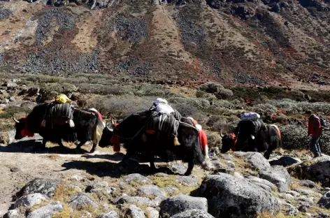Notre caravane de yaks - Bhoutan