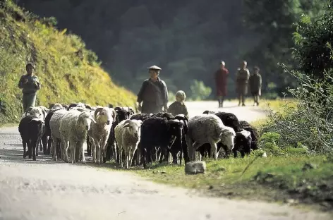 Retour des troupeaux au village - Bhoutan