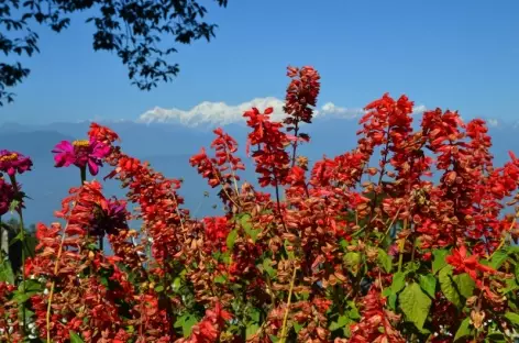 Parc Shruberry, Darjeeling