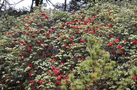 Rhododendrons Bhoutan 