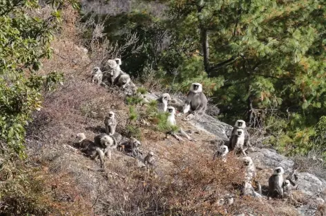 Une famille de Langur gris