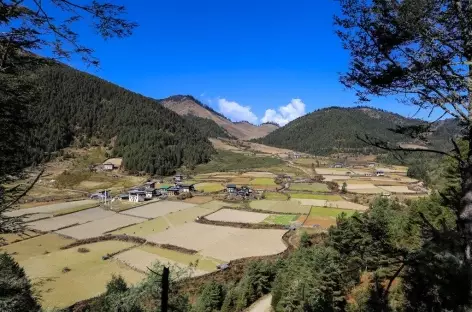 Phobjika Vallée de Gangtey 