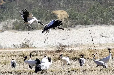 groupe de grues noires