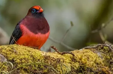 Trogon de ward - 