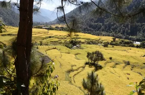 Vallée de Punakha