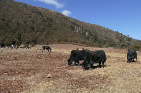 Yaks à Jangchu Lhakha