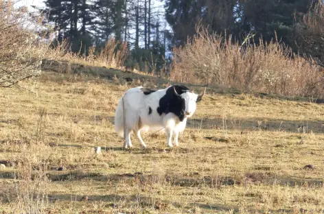 Yak domestique