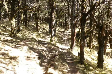 Forêt bhoutanaise